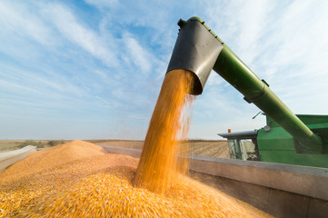 Wall Mural - Pouring corn grain into tractor trailer