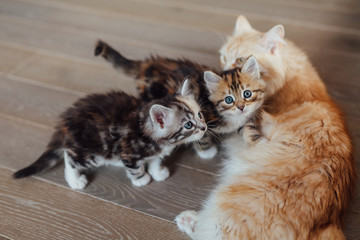 Two little cats are sitting close to their mother cat. House bac