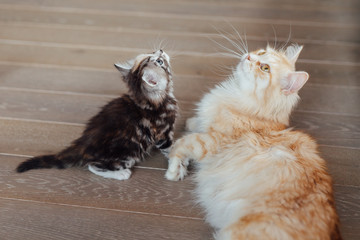 Wall Mural - Two cats are looking up and sitting on the floor. Home backgroun