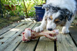 Ein Hund liegt auf im Garten und knabbert und leckt genüsslich einen riesigen großen frischen Knochen 