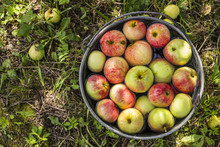 Apples Lying In The Water In A Metallic Bucket Standing On The Green Grass