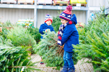 Wall Mural - two little kid boys buying christmas tree in outdoor shop