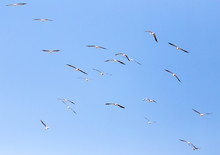 A Flock Of Seagulls In Flight
