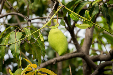 Wall Mural - mango on tree