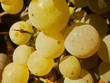 Beautiful white wine grapes in a sunny day