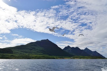 A seagull bird flying in the sky over water