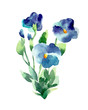 Watercolor illustration of a violets on a white background.