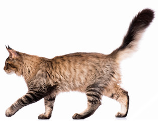 Portrait of domestic black tabby Maine Coon kitten - 5 months old. Cute young cat isolated on white background. Side view of a curious young striped kitty walking.