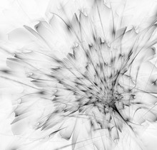 Black And White Gentle Fractal Flower Computer Generated Image