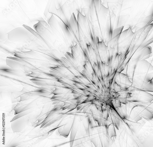 Tapeta ścienna na wymiar Black and white gentle fractal flower computer generated image