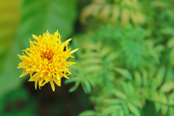 Marigolds (Tagetes erecta, Mexican marigold, Aztec marigold, African marigold)