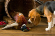 Beagle meeting pheasant