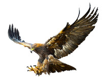Golden Eagle Flying Swoop Hand Draw And Paint Color On White Background Vector Illustration.
