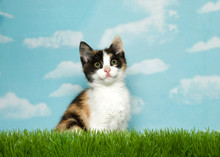 Adorable Calico Kitten Sitting In Grass Looking Up,  Blue Background Sky With White Clouds. Copy Space