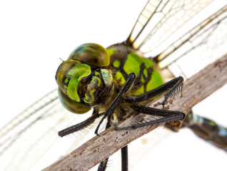 dragonfly portrait macro isolated on white
