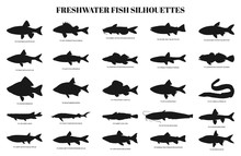 Freshwater Fishes Silhouettes