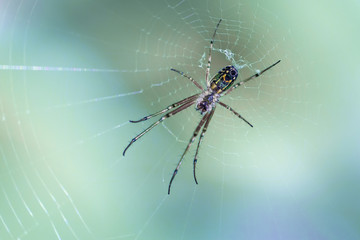 Wall Mural - Close up of a spider in a web