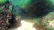 Unterwasserwelt der Ostsee