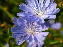 Chicory Flower On Blurred Green Background