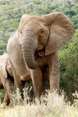 Clost Up of The African Bush Elephant