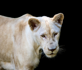 Wall Mural - White lion isolated on black