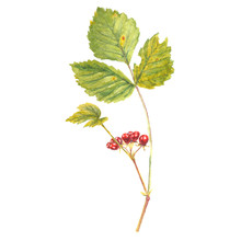 Wild Forest Stone Bramble Berry, Red Berries With Green Leaves. Realistic Watercolor Painting, Isolated On White Background.