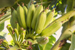 © lnsdes - Banana tree with a bunch of green unripe bananas