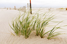 White Sand Dunes With A Fence And Grass.