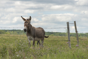 Wall Mural - Donkey standing in a field, Lake Audy Campground, Riding Mountai