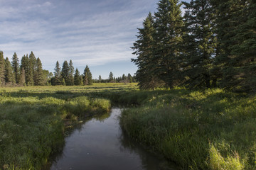 Wall Mural - Stream of water a field, Riding Mountain National Park, Manitoba