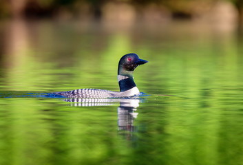 common loon female and male. this shot was taken on lac creux northern quebec canada. here you can s