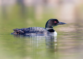 common loon female and male. this shot was taken on lac creux northern quebec canada. here you can s