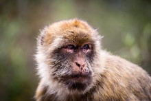 The Barbary Macaque Population In Gibraltar Is The Only Wild Monkey Population In The European Continent. Some Three Hundred Animals In Five Troops Occupy The Area Of The Upper Rock Of Gibraltar.