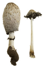 Sticker - Shaggy ink cap, Coprinus comatus isolated on white background 