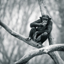 Chimpanzee VII