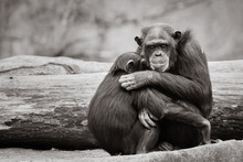 Chimpanzee Hug