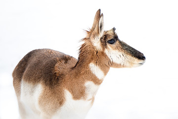 Wall Mural - Pronghorn in Snow III