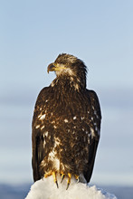 A Juvenile Bald Eagle (haliaeetus Leucocephalus) Perched On A Pile Of Snow;Homer Alaska United States Of America