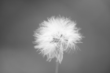 Canvas Print - flower grass blur at relax morning time