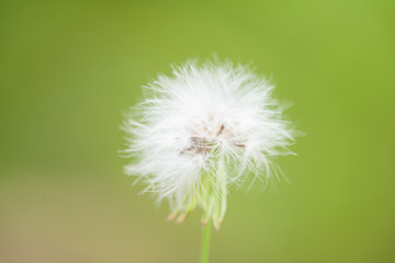 Canvas Print - flower grass blur at relax morning time