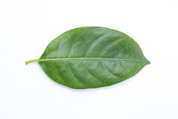 Wall Mural - jack fruit leaves