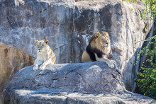 Lions On A Rock