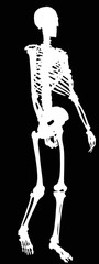 Wall Mural - single white silhouette of human skeleton