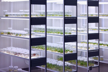 meristem tissue culture laboratory for plant growing.