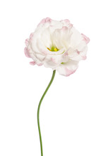 Beauty White Flower Isolated On White. Eustoma