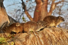 Rock Hyrax In The Beautiful Nature Habitat, Procavia Capensis, Wild Africa, African Wildlife, Trees And Rocks Places, Small Mammals