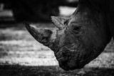 Fototapeta Zwierzęta - Rhino