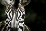Fototapeta Zwierzęta - Eye contact with a Zebra