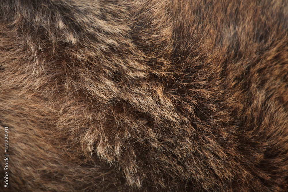 Brown bear (Ursus arctos) fur texture. - obrazy, fototapety, plakaty 