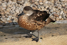 Crested Duck (Lophonetta Specularioides).